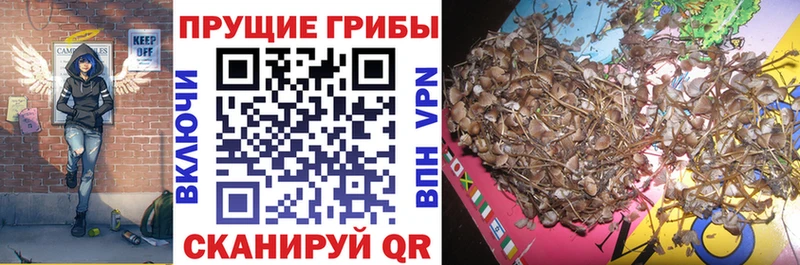 Галлюциногенные грибы Psilocybine cubensis  Плавск 